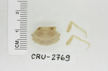 Media type: image;   Invertebrate Zoology CRU-2769 Description: Preserved specimen.;